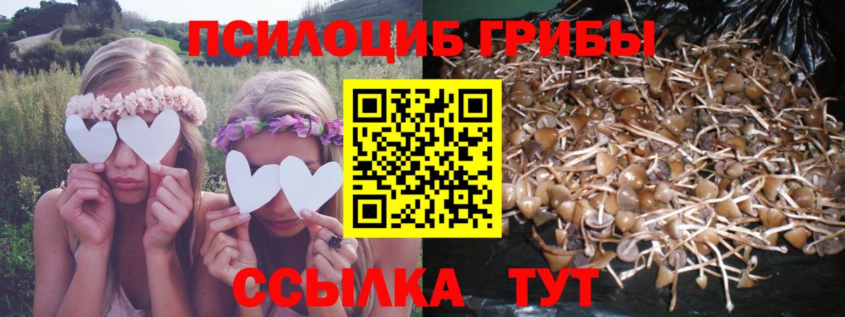 Галлюциногенные грибы Psilocybine cubensis Бор